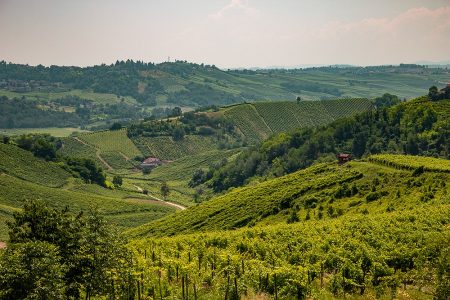Veduta dei vigneti